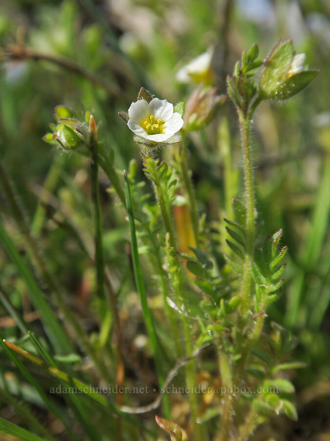 small-flowered Jacob's-ladder (Polemonium micranthum) [Rooper Road, Wasco County, Oregon]