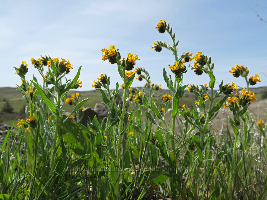 fiddleneck (Amsinckia menziesii) [HIghway 218, Wasco County, Oregon]
