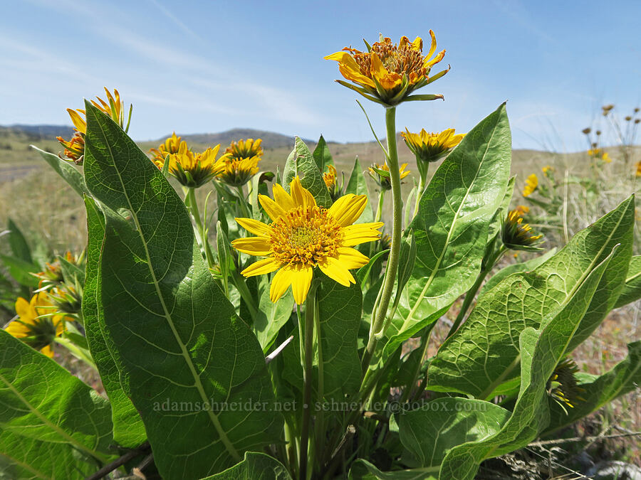 Carey's balsamroot (Balsamorhiza careyana) [HIghway 218, Wasco County, Oregon]