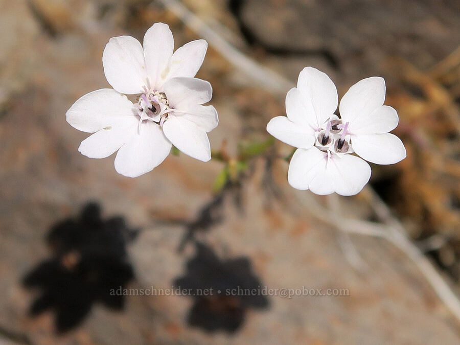 rough eyelash-weed (Blepharipappus scaber) [Spring Basin Wilderness, Wheeler County, Oregon]