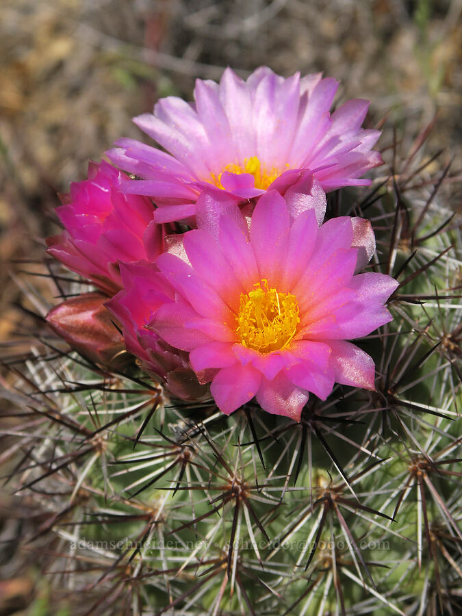 black-spined snowball cactus (Pediocactus nigrispinus (Pediocactus simpsonii var. robustior)) [Spring Basin Wilderness, Wheeler County, Oregon]