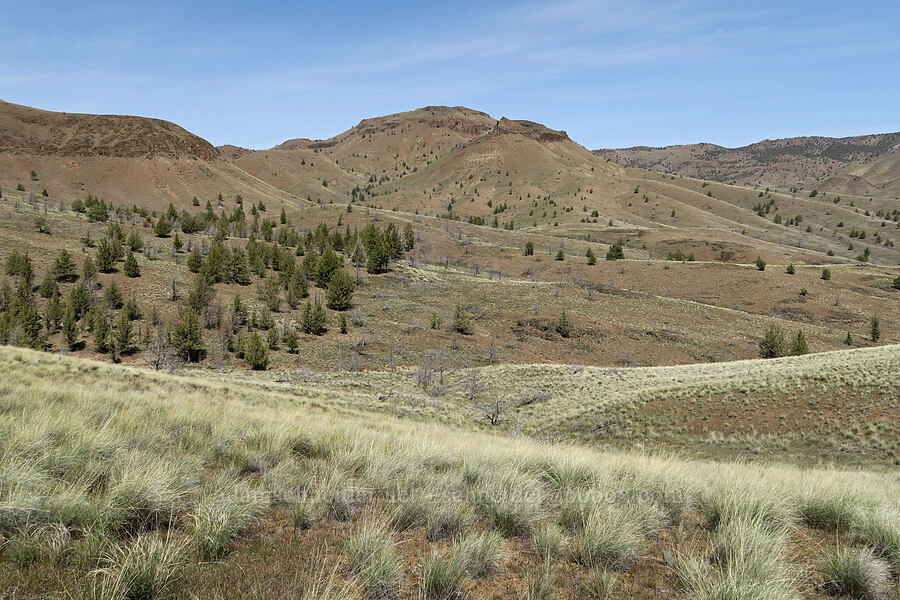 Horse Mountain [Spring Basin Wilderness, Wheeler County, Oregon]