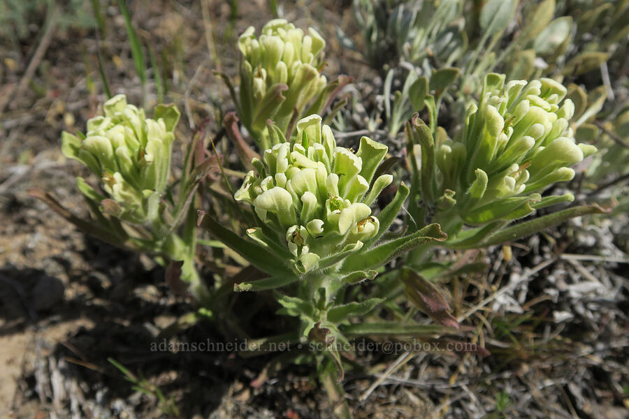 yellow-hair paintbrush (Castilleja xanthotricha) [Spring Basin Wilderness, Wheeler County, Oregon]