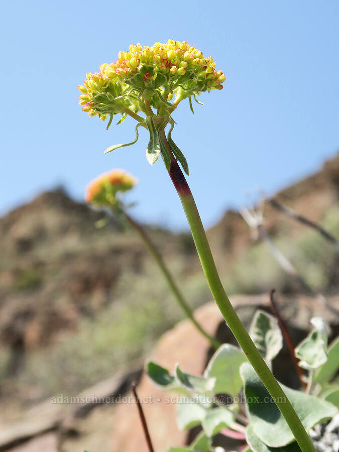 heart-leaf buckwheat (Eriogonum compositum) [Spring Basin Wilderness, Wheeler County, Oregon]