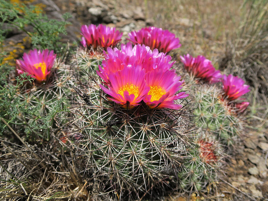 black-spined snowball cactus (Pediocactus nigrispinus (Pediocactus simpsonii var. robustior)) [Spring Basin Wilderness, Wheeler County, Oregon]