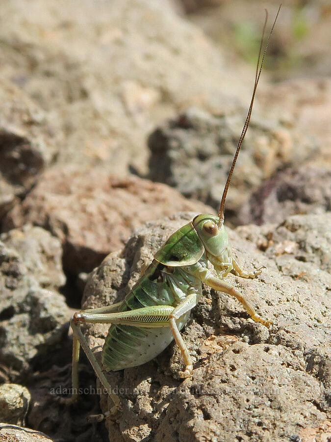 katydid [Spring Basin Wilderness, Wheeler County, Oregon]