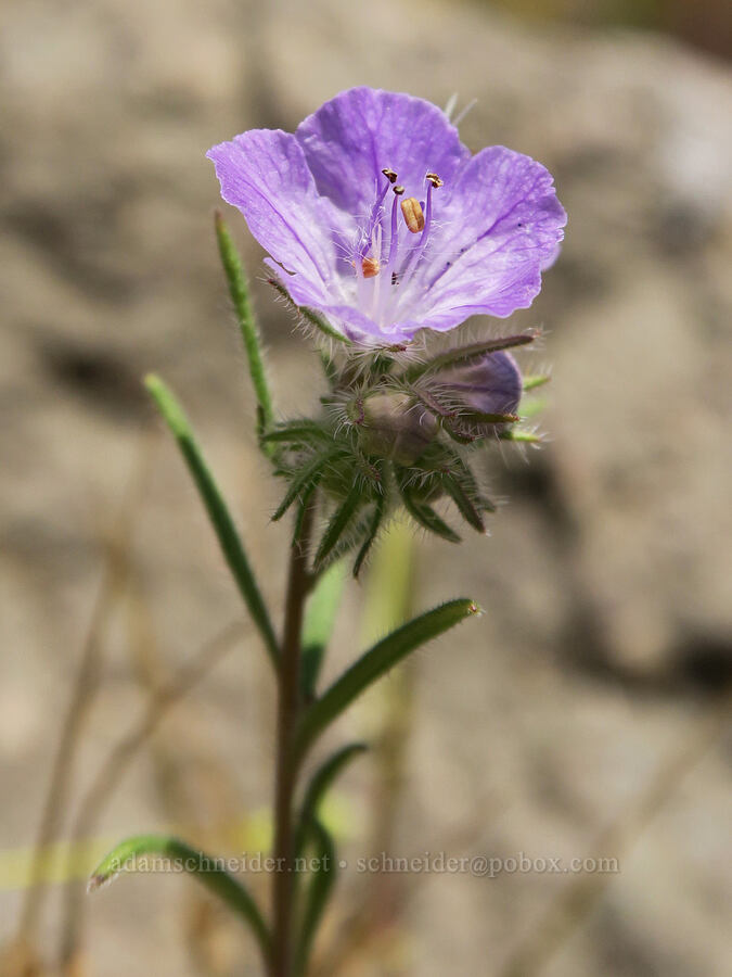 thread-leaf phacelia (Phacelia linearis) [Spring Basin Wilderness, Wheeler County, Oregon]