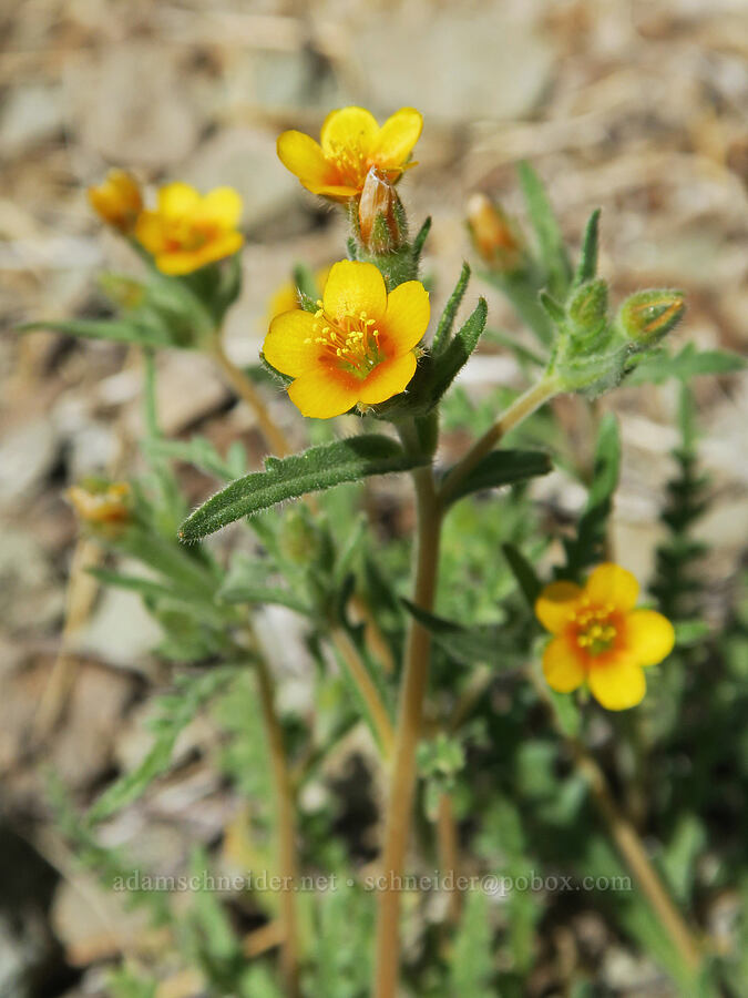 blazing-star (which?) (Mentzelia sp.) [Spring Basin Wilderness, Wheeler County, Oregon]
