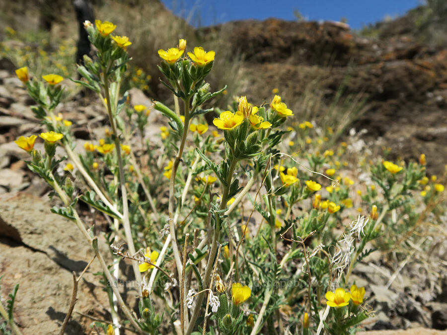 Veatch's blazing-star (?) (Mentzelia veatchiana) [Spring Basin Wilderness, Wheeler County, Oregon]