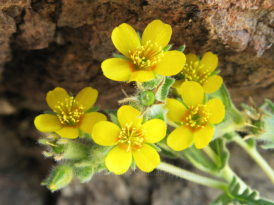 blazing-star (which?) (Mentzelia sp.) [Spring Basin Wilderness, Wheeler County, Oregon]