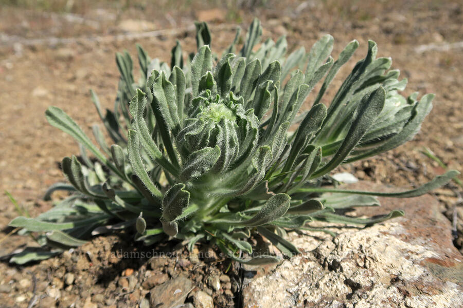 cock's-comb cryptantha, budding (Oreocarya glomerata (Cryptantha celosioides)) [Spring Basin Wilderness, Wheeler County, Oregon]