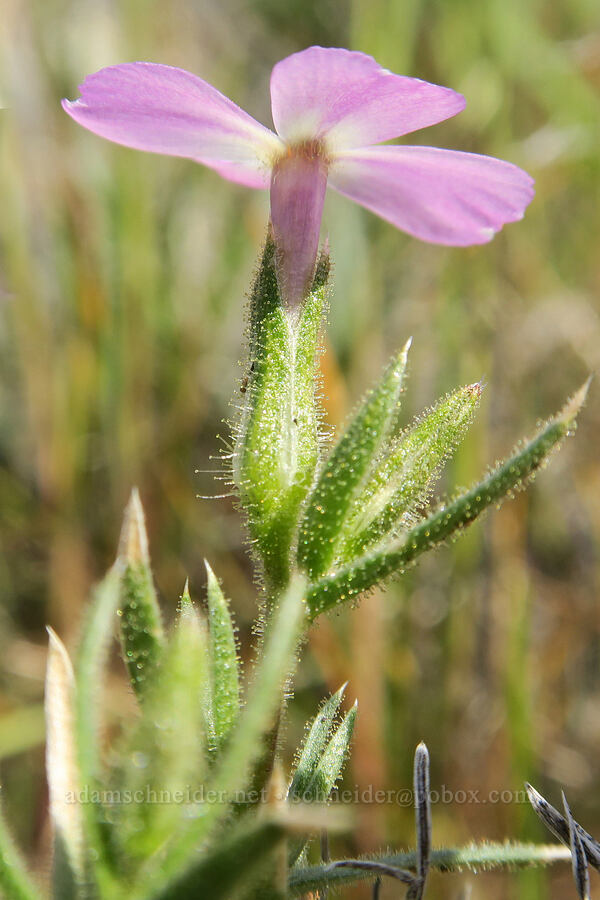 sticky phlox (Phlox viscida) [Spring Basin Wilderness, Wheeler County, Oregon]