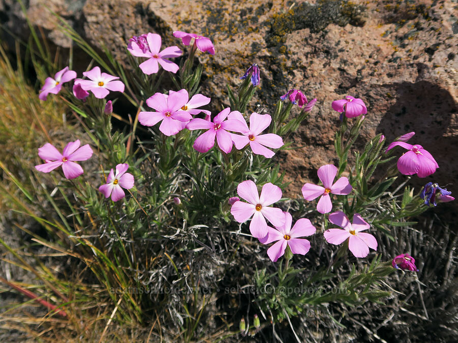 sticky phlox (Phlox viscida) [Spring Basin Wilderness, Wheeler County, Oregon]