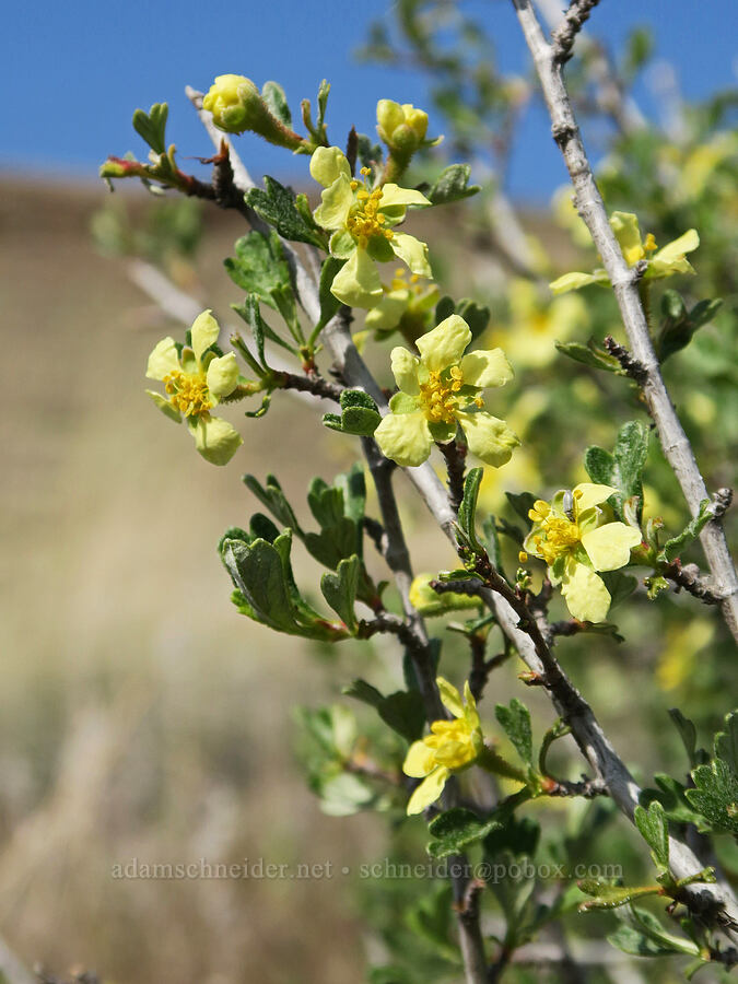antelope bitter-brush (Purshia tridentata) [Spring Basin Wilderness, Wheeler County, Oregon]