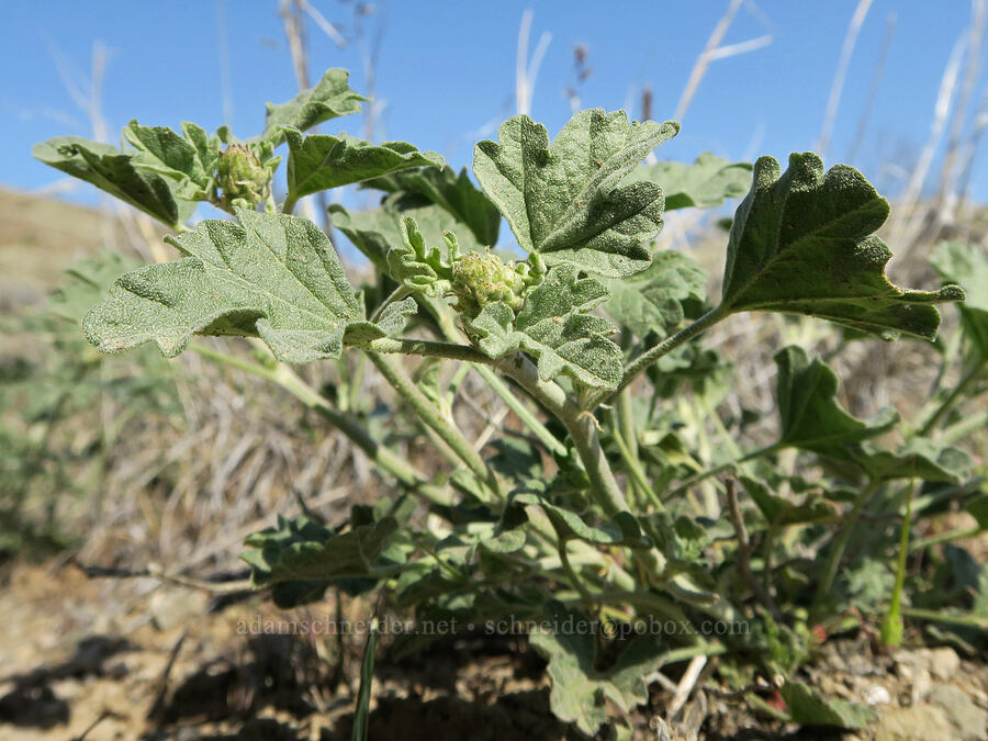 Munro's globe-mallow, budding (Sphaeralcea munroana) [Spring Basin Wilderness, Wheeler County, Oregon]