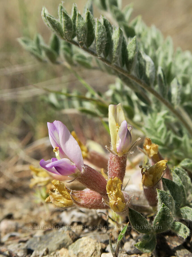 woolly-pod milk-vetch (Astragalus purshii var. purshii) [Spring Basin Wilderness, Wheeler County, Oregon]