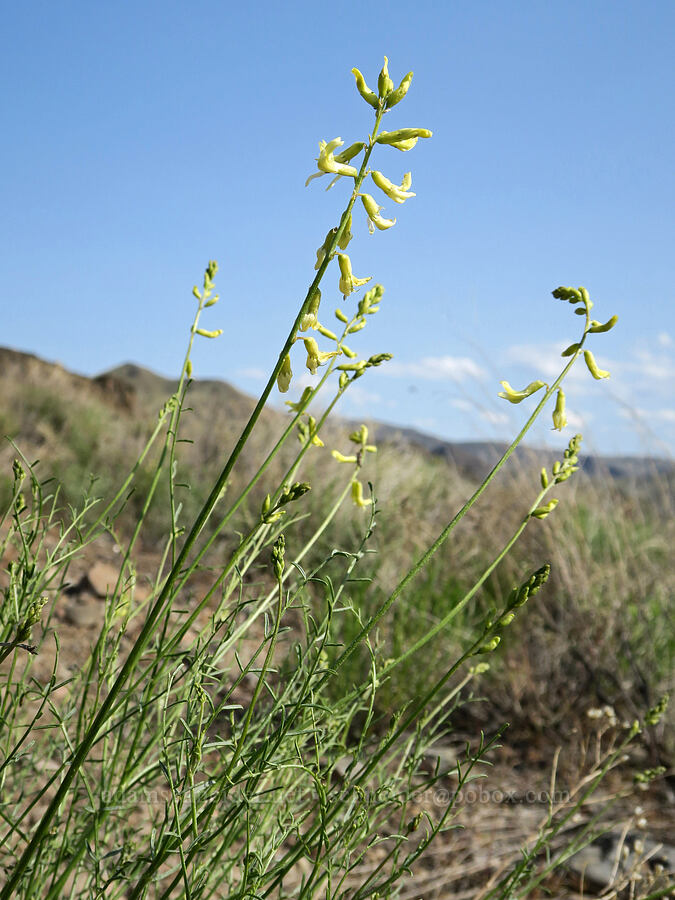 thread-stalk milk-vetch (Astragalus filipes) [Spring Basin Wilderness, Wheeler County, Oregon]
