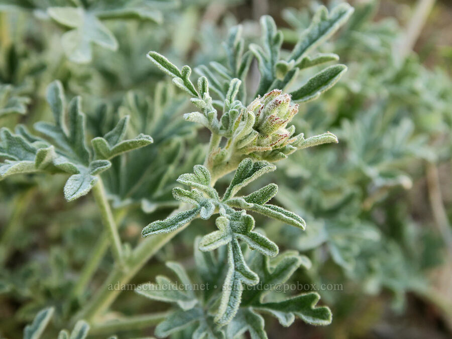 gooseberry-leaf globe-mallow, budding (Sphaeralcea grossulariifolia) [Arch Trail, John Day Fossil Beds National Monument, Wheeler County, Oregon]