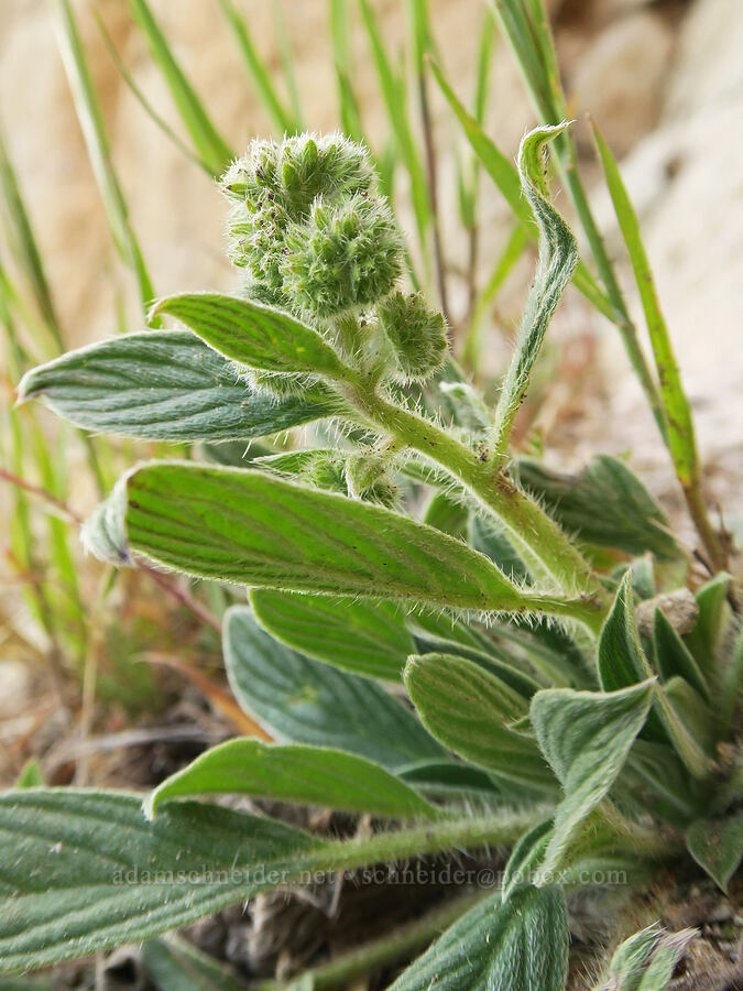phacelia, budding (Phacelia hastata) [Arch Trail, John Day Fossil Beds National Monument, Wheeler County, Oregon]