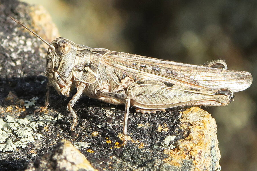 brown-spotted range grasshopper (Psoloessa delicatula) [Arch Trail, John Day Fossil Beds National Monument, Wheeler County, Oregon]