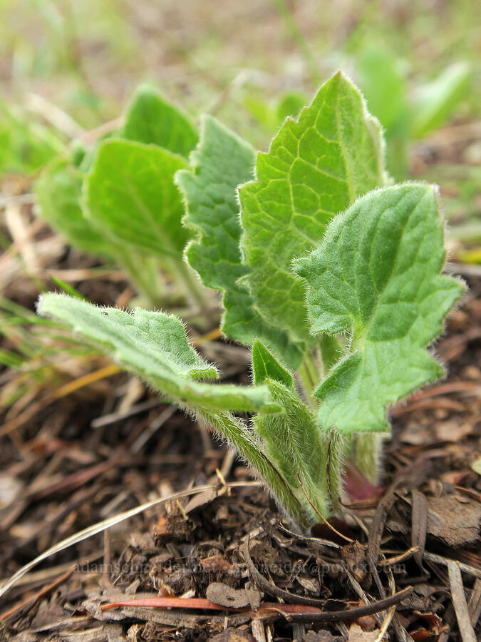 heart-leaf arnica shoots (Arnica cordifolia) [Shelton Wayside County Park, Wheeler County, Oregon]