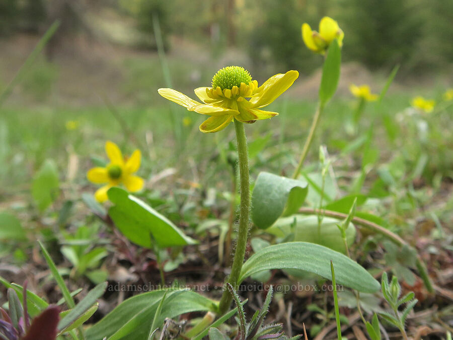 sagebrush buttercups (Ranunculus glaberrimus) [Shelton Wayside County Park, Wheeler County, Oregon]