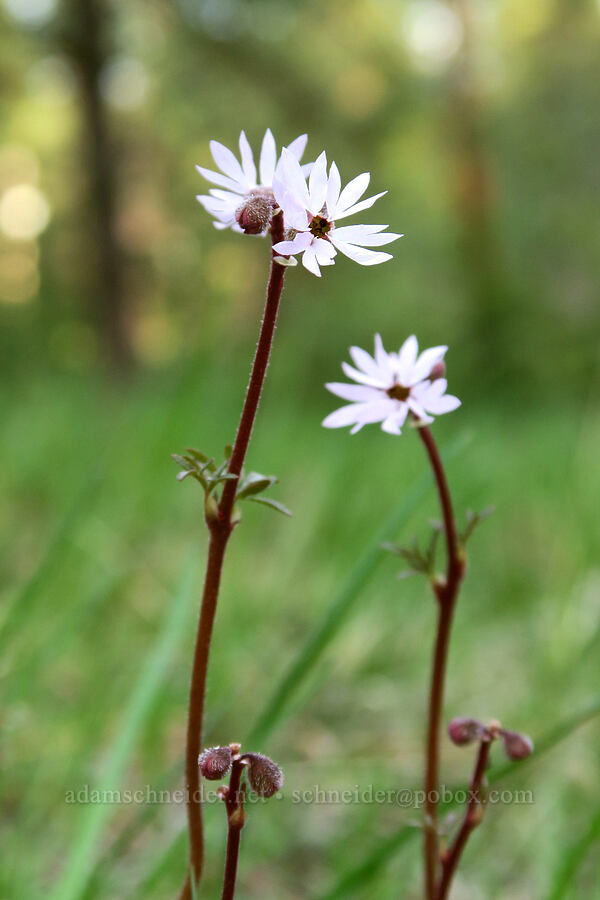 prairie stars (Lithophragma glabrum) [Shelton Wayside County Park, Wheeler County, Oregon]