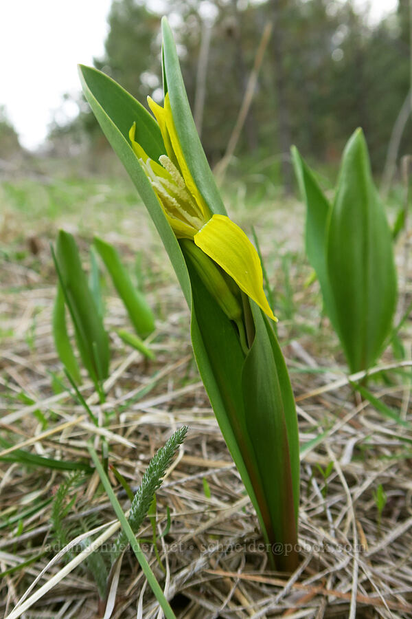 glacier lilies (Erythronium grandiflorum) [Shelton Wayside County Park, Wheeler County, Oregon]