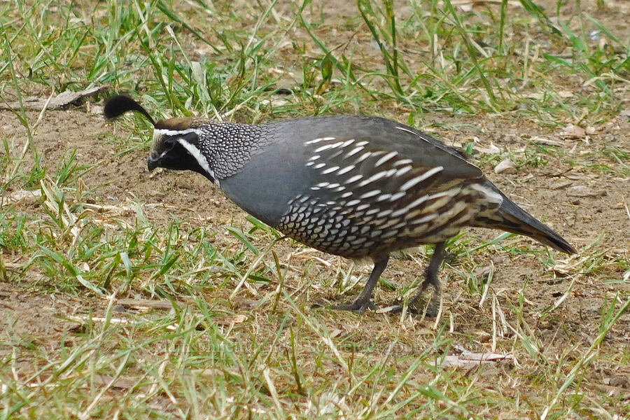 California quail (Callipepla californica) [Burnt Ranch Road, Wheeler County, Oregon]