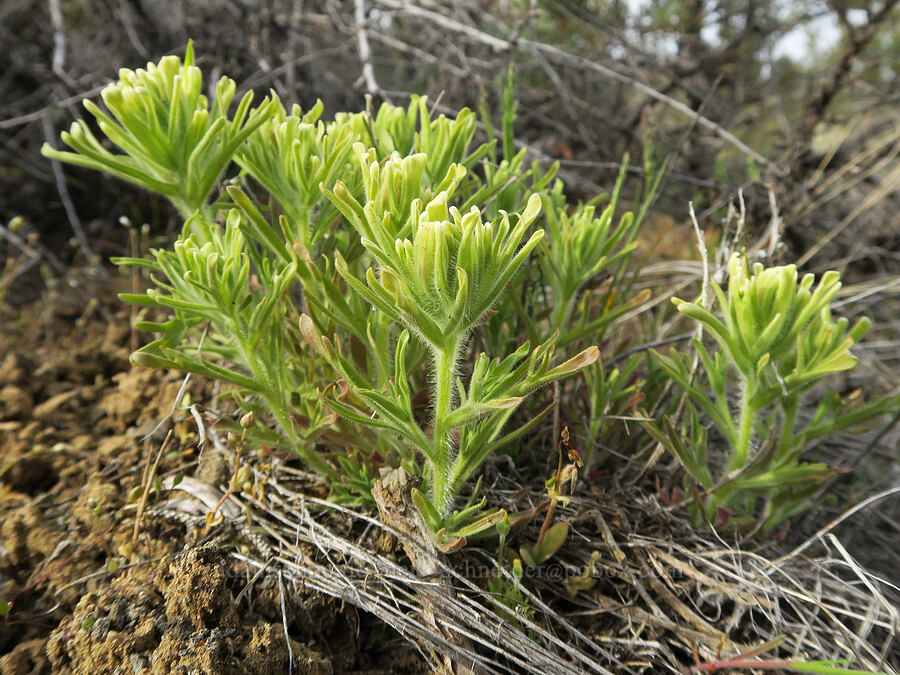 yellow-hair paintbrush (Castilleja xanthotricha) [Old Logging Road, Wheeler County, Oregon]