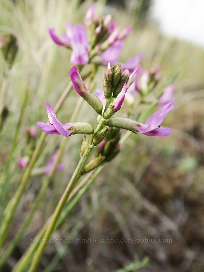 Idaho milk-vetch (Astragalus conjunctus) [Old Logging Road, Wheeler County, Oregon]