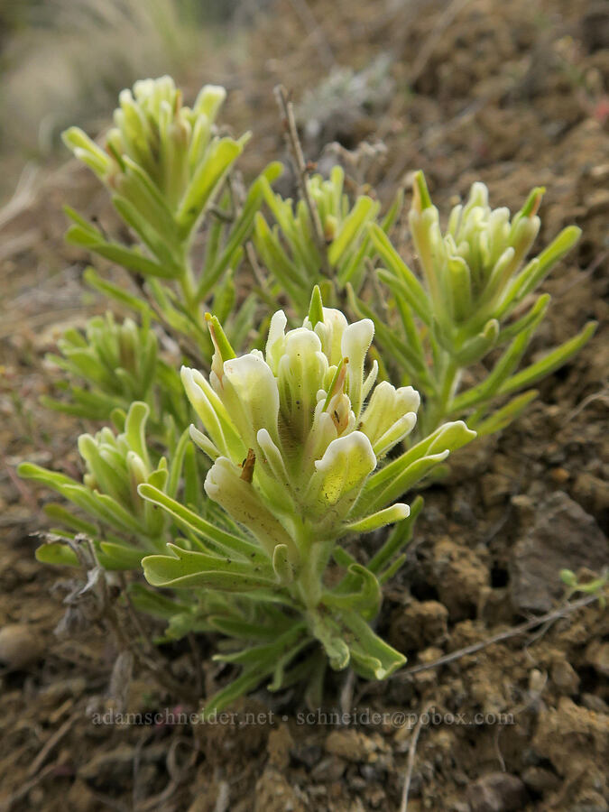 yellow-hair paintbrush (Castilleja xanthotricha) [Old Logging Road, Wheeler County, Oregon]