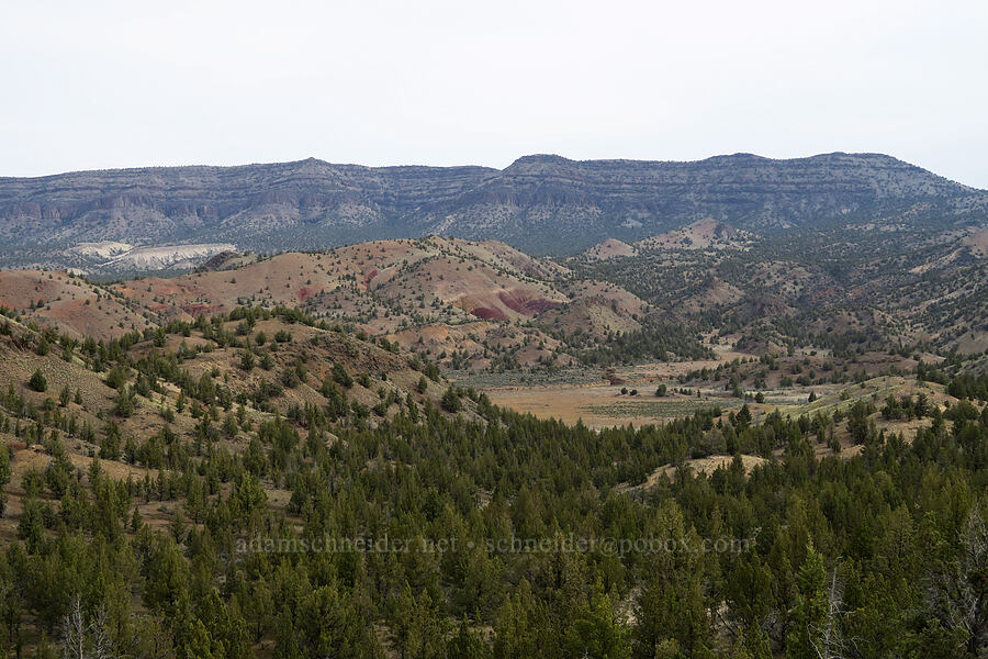 Sutton Mountain & Meyers Canyon [Old Logging Road, Wheeler County, Oregon]