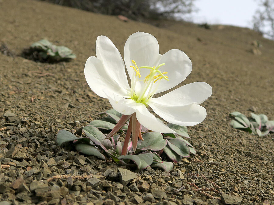 tufted evening-primrose (Oenothera caespitosa (Oenothera cespitosa)) [Old Logging Road, Wheeler County, Oregon]