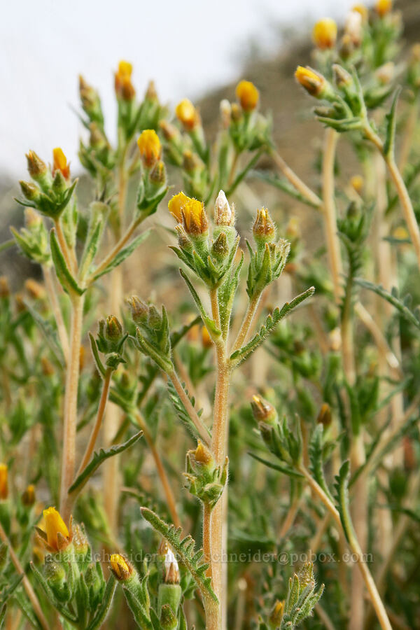 blazing-star (Mentzelia sp.) [Old Logging Road, Wheeler County, Oregon]