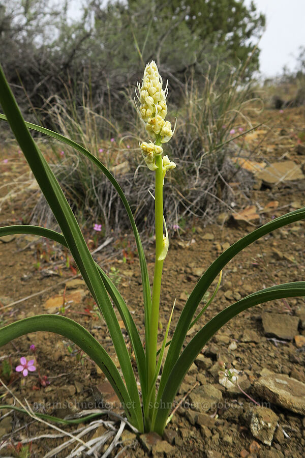 panicled death-camas, budding (Toxicoscordion paniculatum (Zigadenus paniculatus)) [Old Logging Road, Wheeler County, Oregon]