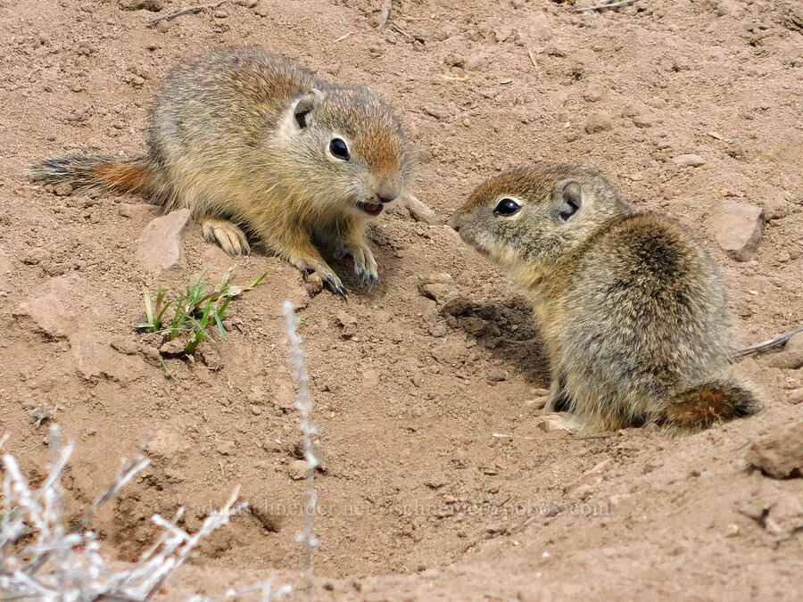 young Belding's ground squirrels (Urocitellus beldingi (Spermophilus beldingi)) [Sutton Mountain Trailhead, Wheeler County, Oregon]