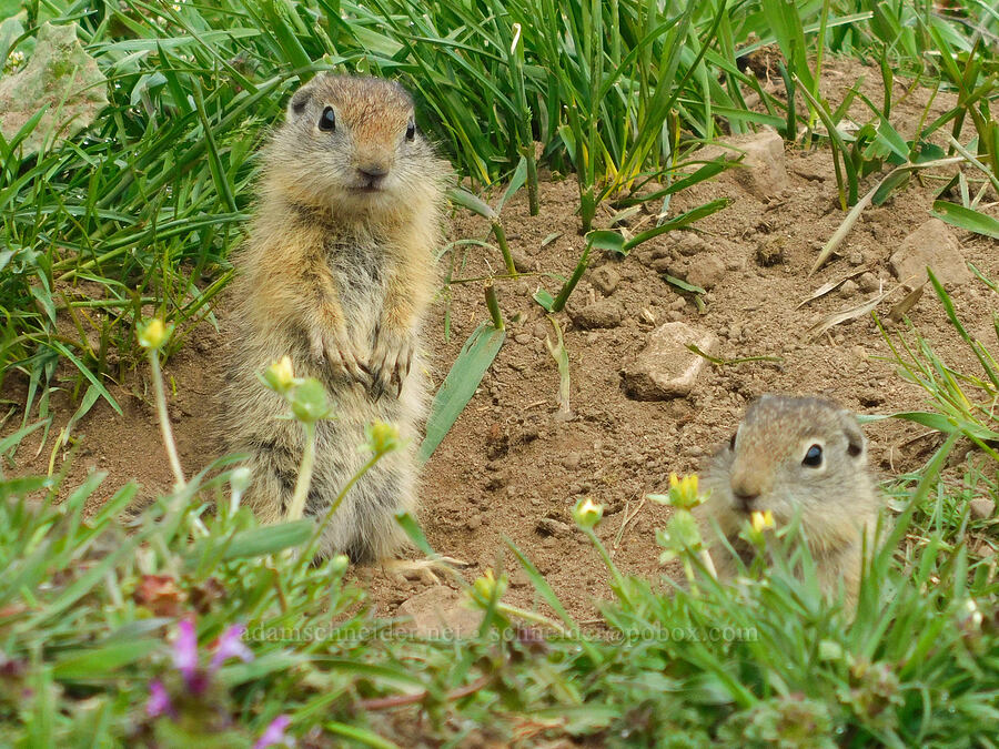Belding's ground squirrels (Urocitellus beldingi (Spermophilus beldingi)) [Sutton Mountain Trailhead, Wheeler County, Oregon]