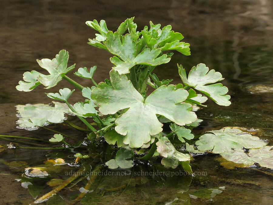 cursed buttercup leaves (Ranunculus sceleratus) [Sutton Mountain Trailhead, Wheeler County, Oregon]