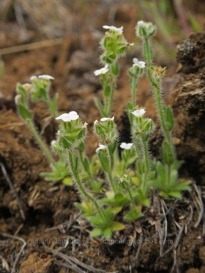 slender popcorn flower (Plagiobothrys tenellus) [Girds Creek Road, Wheeler County, Oregon]