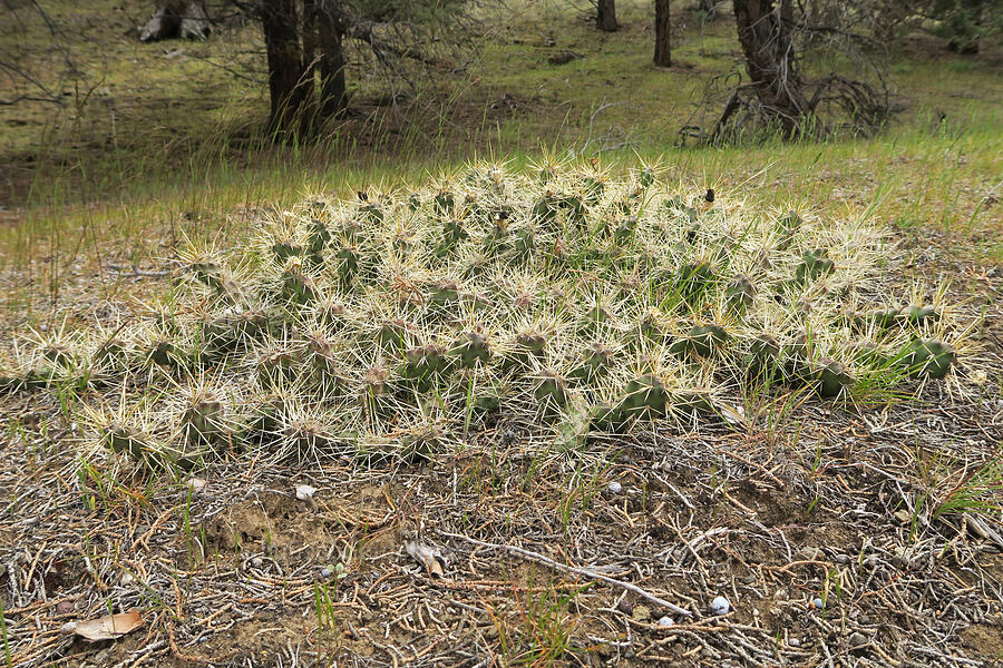 brittle prickly-pear cactus (Opuntia fragilis) [Girds Creek Road, Wheeler County, Oregon]