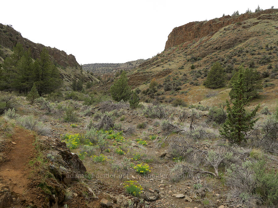 Black Canyon [Black Canyon, Sutton Mountain WSA, Wheeler County, Oregon]