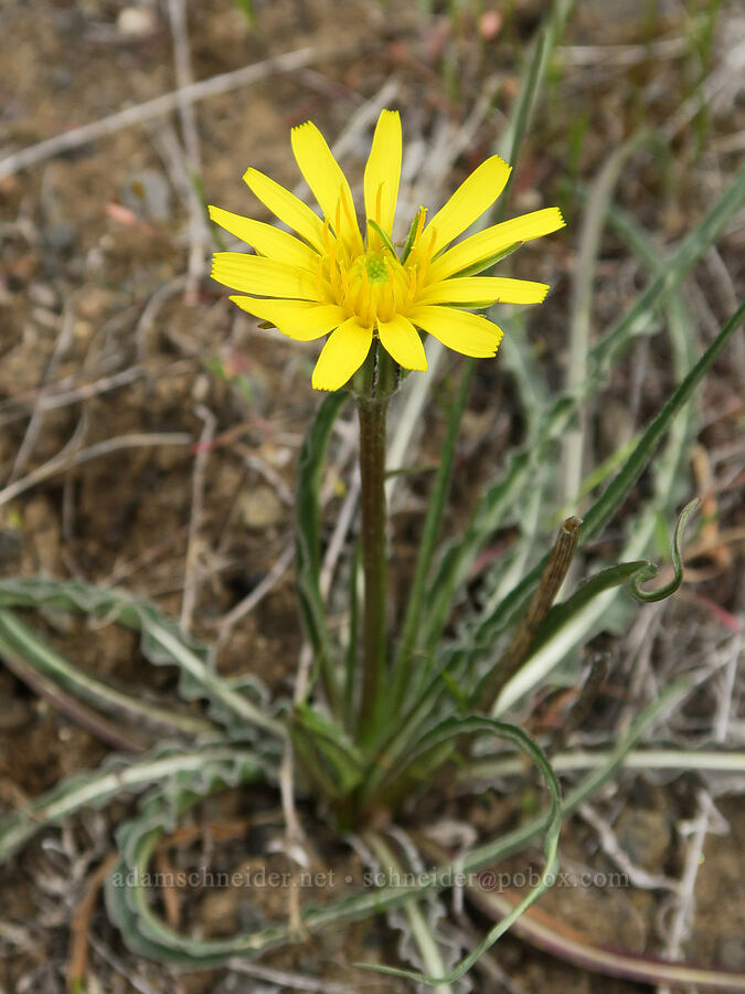 false agoseris (Nothocalais alpestris (Microseris alpestris)) [Black Canyon, Sutton Mountain WSA, Wheeler County, Oregon]