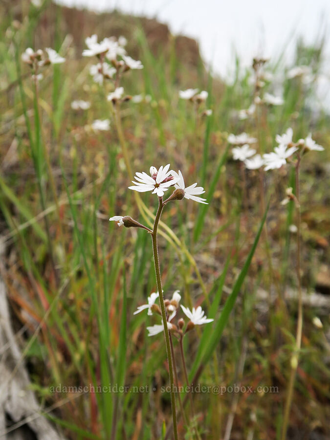prairie stars (Lithophragma parviflorum) [Black Canyon, Sutton Mountain WSA, Wheeler County, Oregon]