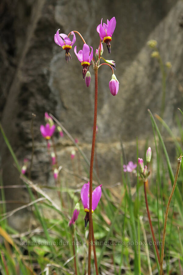 dark-throated shooting stars (Dodecatheon pulchellum var. monanthum (Primula pauciflora var. monantha)) [Black Canyon, Sutton Mountain WSA, Wheeler County, Oregon]