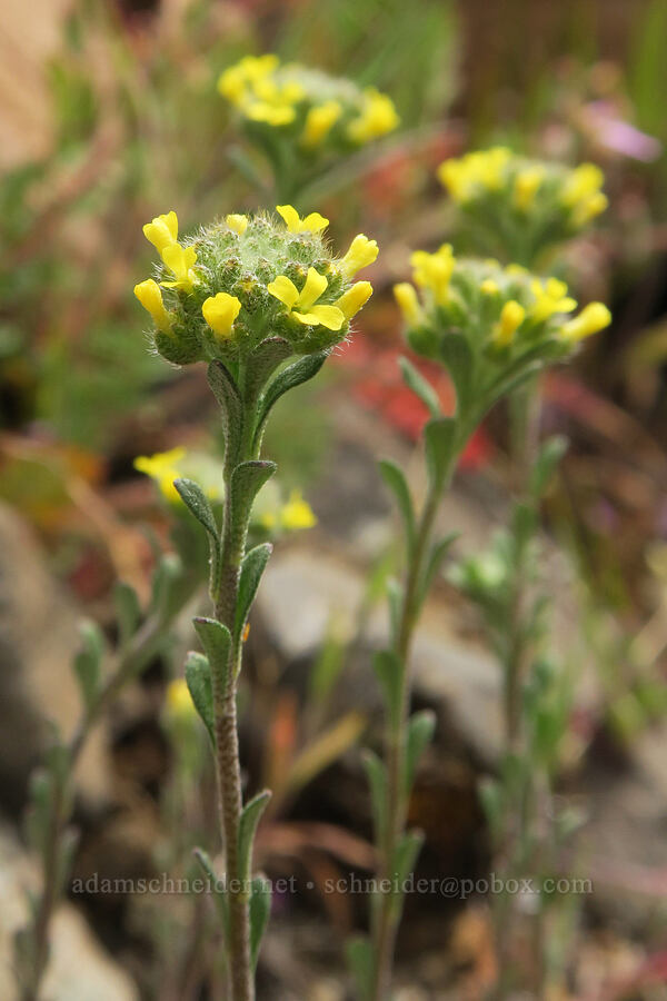 pale alyssum (Alyssum alyssoides) [Black Canyon, Sutton Mountain WSA, Wheeler County, Oregon]