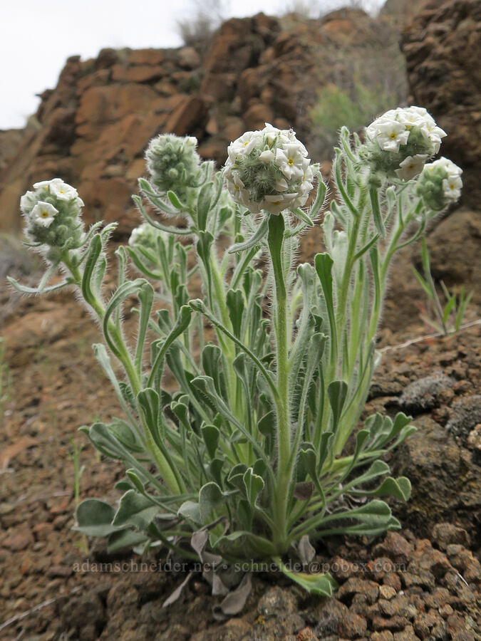 cock's-comb cryptantha (Oreocarya glomerata (Cryptantha celosioides)) [Black Canyon, Sutton Mountain WSA, Wheeler County, Oregon]