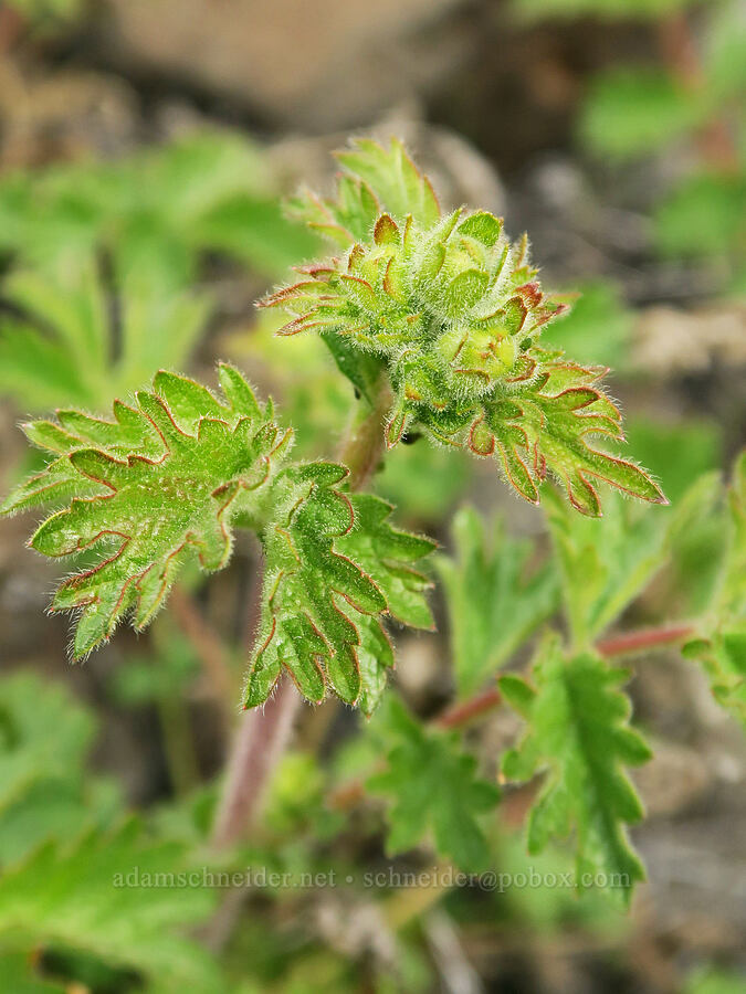 John Day cinquefoil, budding (Drymocallis campanulata (Potentilla glandulosa var. campanulata)) [Black Canyon, Sutton Mountain WSA, Wheeler County, Oregon]