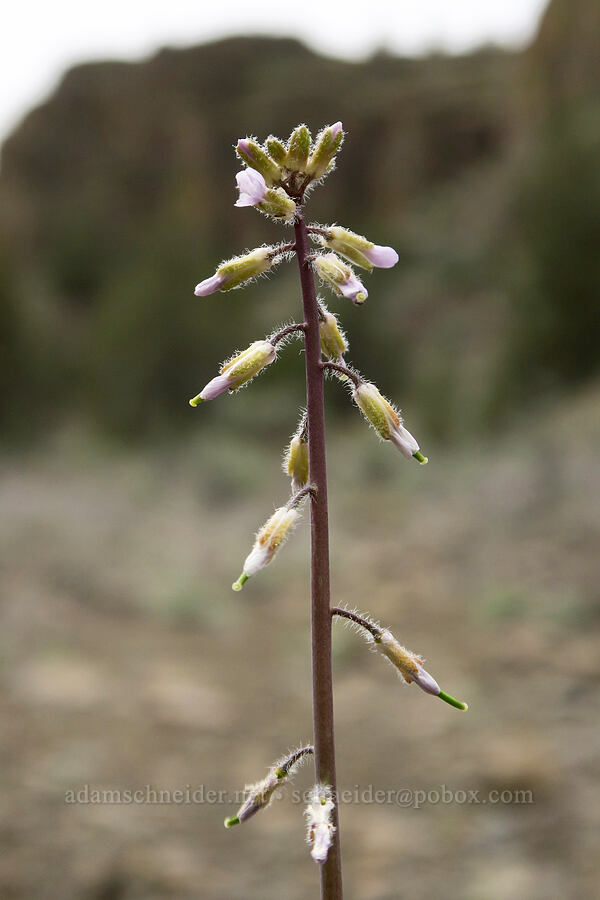 few-flowered rock-cress (Boechera pauciflora (Arabis sparsiflora var. subvillosa)) [Black Canyon, Sutton Mountain WSA, Wheeler County, Oregon]