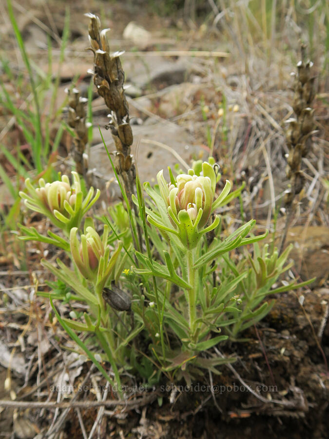 yellow-hair paintbrush (Castilleja xanthotricha) [Black Canyon, Sutton Mountain WSA, Wheeler County, Oregon]